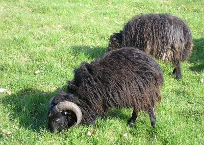 Neuer Bock 2011 eingesetzt
