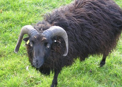 Neuer Bock 2011 eingesetzt