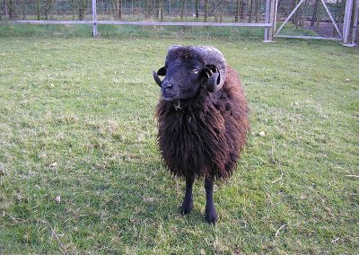 Selbst gezogener Bock von 2011