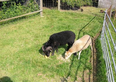 Bock und Aue von 2011