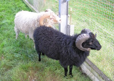 Ouessant-Schafe