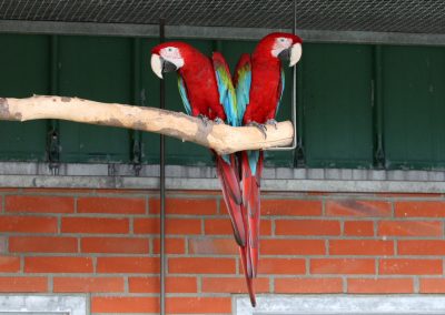 Grünflügel-Ara (Ara chloroptera) 1,1