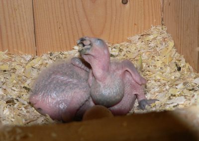 Junge Amazonen im Nistkasten