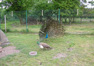 Pfau am Radschlagen